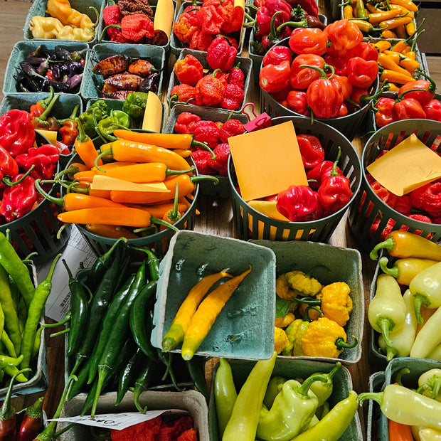 <h5>Coddled Basset: Chili Flake</h5>