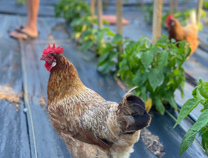 <h5><span style="text-decoration:underline">Why Use Freeze Dried Peppers?</span></h5><h5><span style="text-decoration:underline">Superior Shelf Life, Locked in Fresh Flavor, and Maximum Nutrient Retention</span></h5><p><strong>The freeze drying method is much gentler on the peppers than sun drying or dehydrating. The freshly harvested peppers are sliced and frozen locking in all the nutrient content and flavor of just harvested produce. The freeze drying process slowly removes the moisture under vacuum at low temps to preserve more of the nutritional content and flavor </strong>than<strong> traditional drying methods. You are left with not only all the vibrant colors and flavors of the field, but the peppers are in a shelf stable form capable of lasting decades if stored properly.</strong></p>