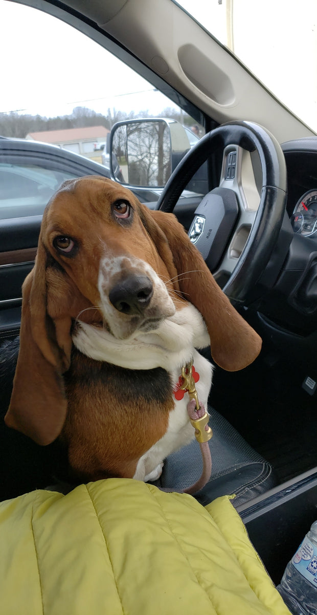 <h5>Phoebe</h5><h5>(Basset Hound)</h5>