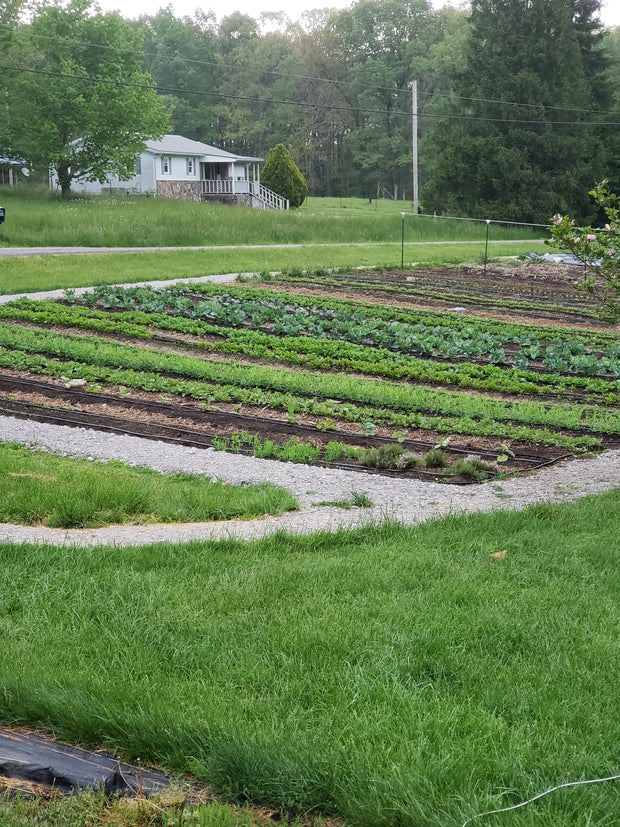 <h5>Hand Planted and Harvested</h5>